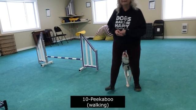Faeyth Intermediate Trick Dog Title смотреть онлайн
