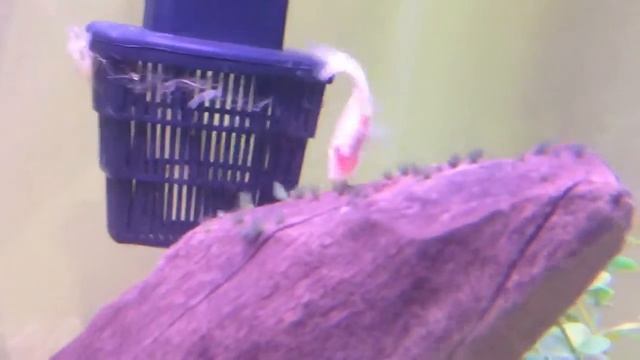 Astyanax Fasciatus-Mexican Blind Cave Tetras (HD) смотреть онлайн