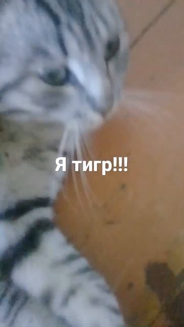 я тигр нападаю и опасен я бываю. смотреть онлайн