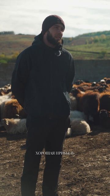 Занялся Овцеводством И Не Пожалел #свояеда #бизнес #овцеводство смотреть онлайн