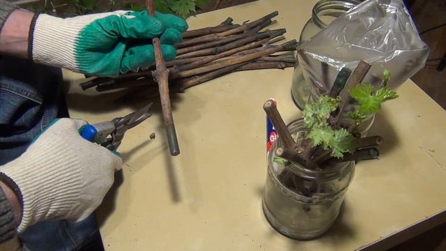 УКОРЕНЕНИЕ ЧЕРЕНКОВ винограда. ПРОСТО или СЛОЖНО? смотреть онлайн