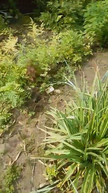 астильба белая ранняя Бостон