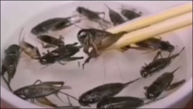 Жареные сверчки!