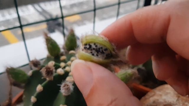 Echinopsis Cactus Fruit Ripen!!! смотреть онлайн