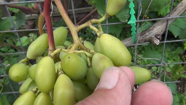 Начало АВГУСТА. ВИНОГРАД. Краткий ОБЗОР СОРТОВ и РАБОТ смотреть онлайн
