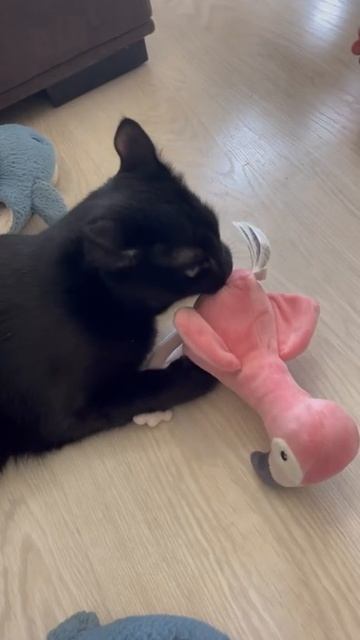 Кот Бэтмен наш  играет в игрушку