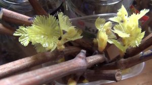 7 ПРОСТЫХ ФАКТОРОВ УСПЕШНОГО УКОРЕНЕНИЕ ЧЕРЕНКОВ винограда. ЧТО же ИМ НАДО ?