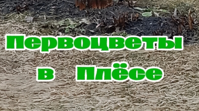 Первоцветы в Плёсе #shorts смотреть онлайн