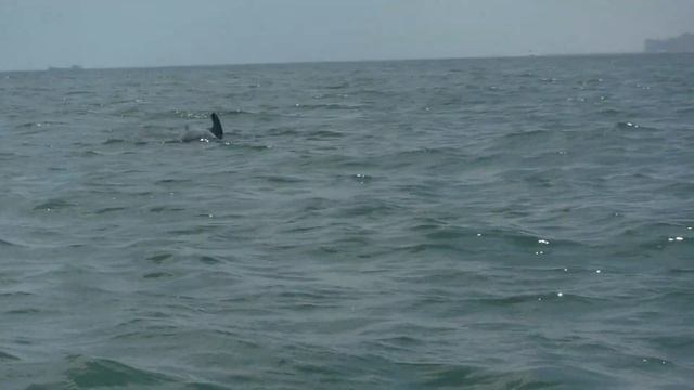 7 6 2019 DOLPHIN ADVENTURE TOUR TUES 11 30 AM 5 смотреть онлайн