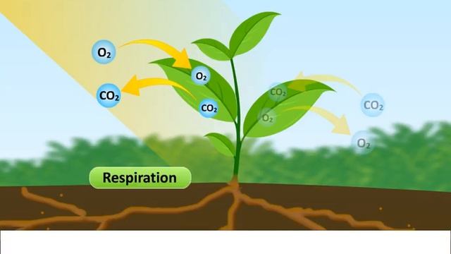 Exchange of Gases in Plants смотреть онлайн