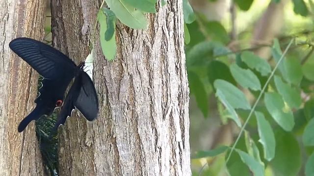 Long Tail Spangle on Black Locust オナガアゲハがハリエンジュの葉に止まる смотреть онлайн