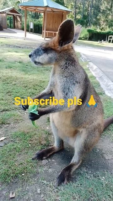 kangaroo 🦘#shorts #ytshorts #viral #animals #wildlife смотреть онлайн