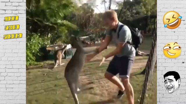 Funny kangaroo videos compilation смотреть онлайн