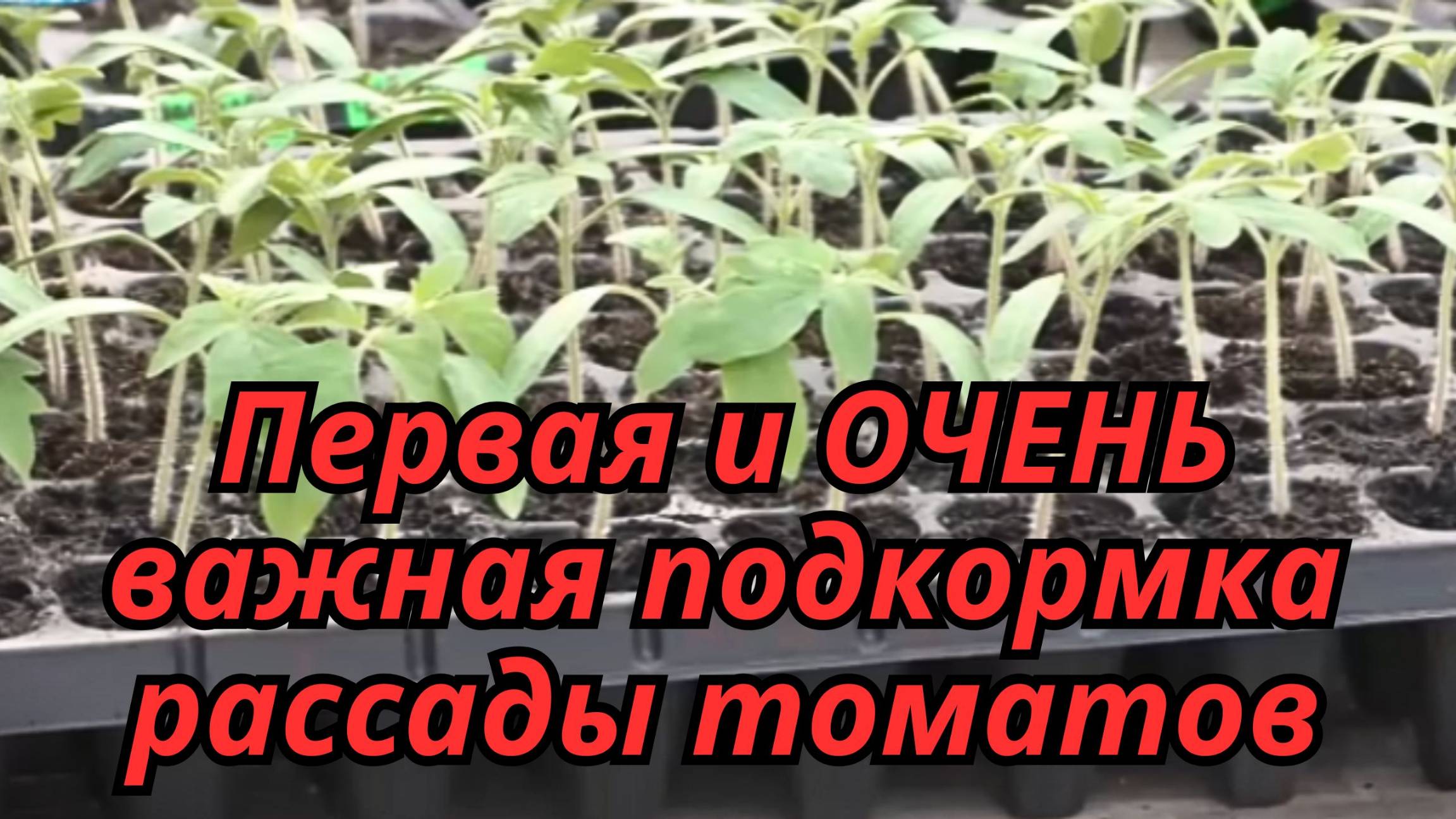 🍅 Первая подкормка томатов: что важно знать каждому огороднику? смотреть онлайн