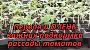 🍅 Первая подкормка томатов: что важно знать каждому огороднику?