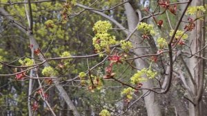 Вот и весна. Сергей Чекалин