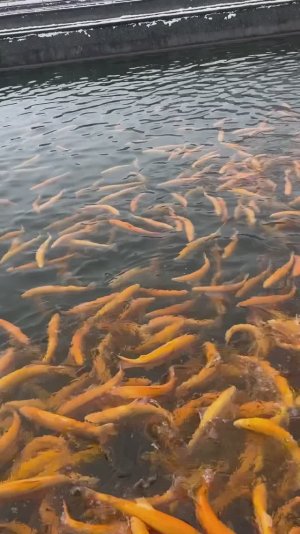 Сочи февраль 2025, экскурсия