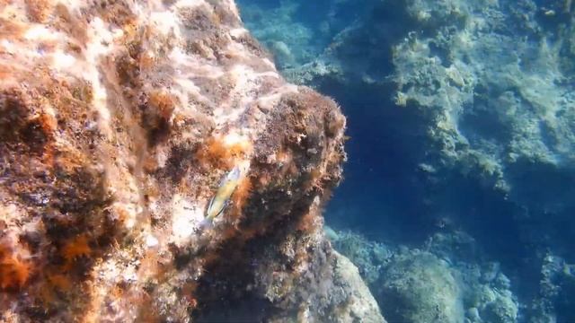 Meerpfau (Thalassoma pavo) смотреть онлайн