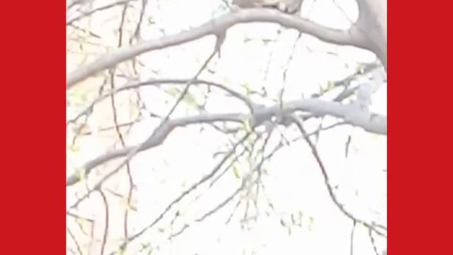 Летучая кошка смотреть онлайн