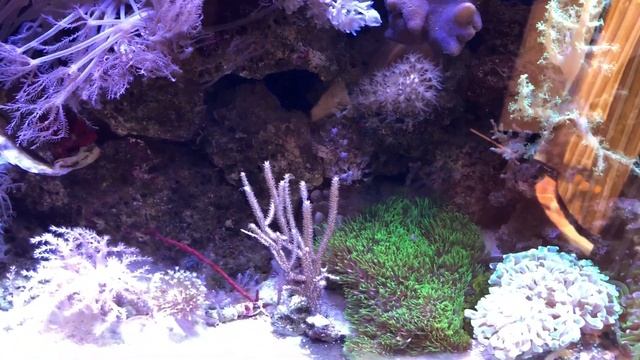 1 year old 55 gallon tank смотреть онлайн