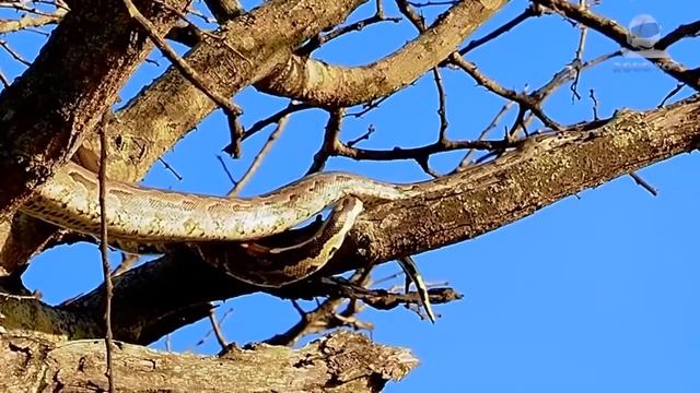 Случаи с Животными Снятые На Камеру // "Кабан Не На Того Нарвался " смотреть онлайн