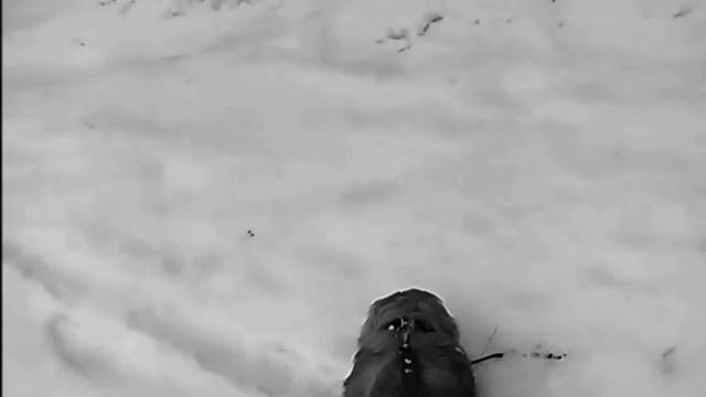 Пробую новую программу/Прогулка с собакой. смотреть онлайн