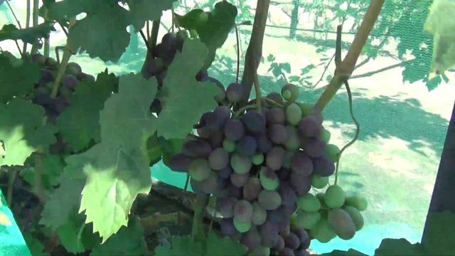 Виноград Татьяны Китаевой. В гостях у друзей в Воронеже смотреть онлайн