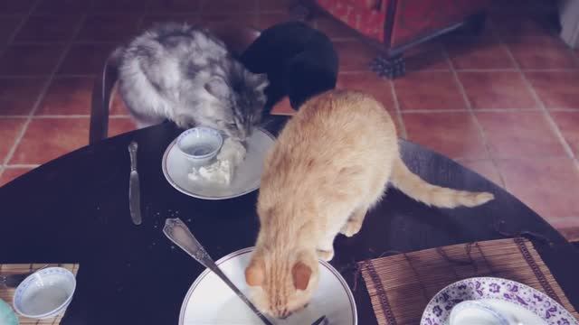 ТАЙНАЯ ЖИЗНЬ КОТОВ: ЧТО ОНИ ДЕЛАЮТ ЗА ОБЕДОМ? 😼🍽️ смотреть онлайн