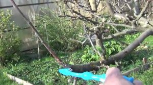 Обрезка сада. Чем замазать срезы веток