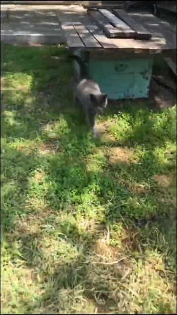 ❤️ #природа #лошади #кот #кошки #смешныекоты #funnycats смотреть онлайн