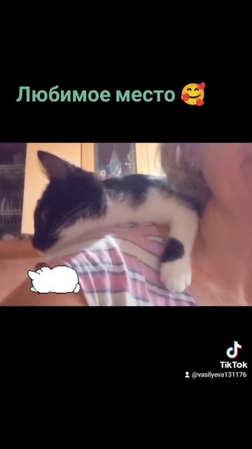 Смешные котики 🐱. Помощь бездомным животным. Минск #кот смотреть онлайн