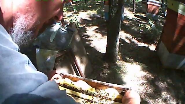 Моя пасека (семья тупо в не рабочем состоянии - второй сезон) смотреть онлайн