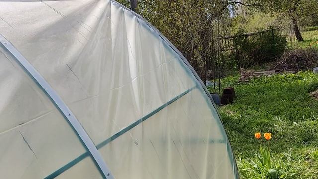 Архивное. Злобный ветер не помеха. Накрыли теплицу пленкой "Светлица". Проект Кожино. 10052024.