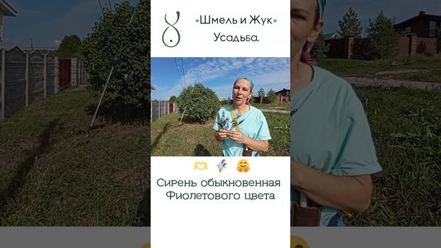 Сирень обыкновенная смотреть онлайн