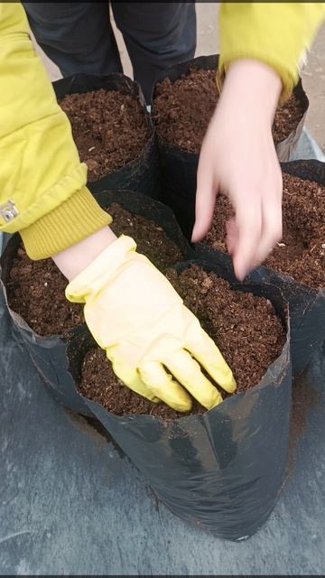 Огурцы в торфяных мешках в теплице: лайфхак для маленьких участков! смотреть онлайн