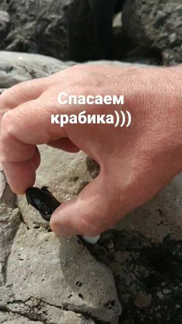 Спасаем крабика) Головинка Сочи 2022 смотреть онлайн