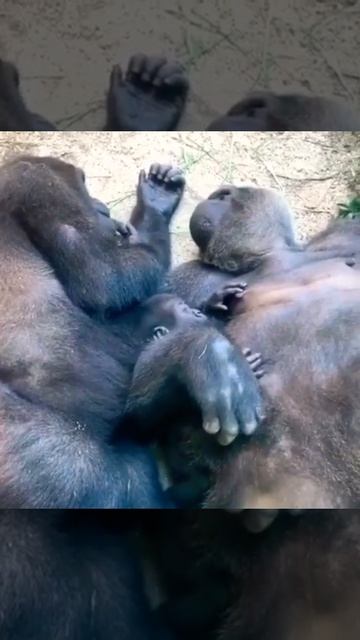 О чем думают обезьяны 🦧 смотреть онлайн