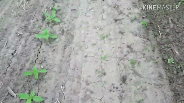 Ротационная борона. Роторный культиватор ROTARYSTAR от EINBÖCK и ТОВ "КЕТ УКРАИНА " смотреть онлайн