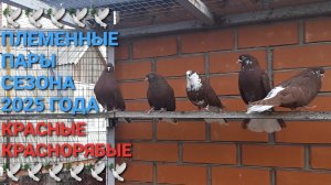 🕊🕊🕊 Племенные пары голубей сезона 2025 года. Красные и краснорябые. Николаевские голуби.