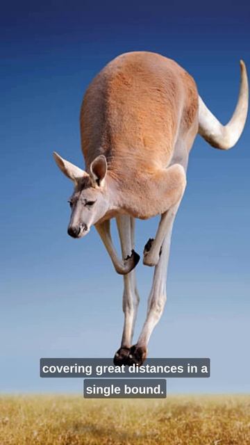 Daily Animal Facts! Kangaroo смотреть онлайн