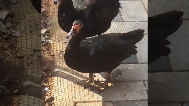 #Black muscovy ducks#flying duck#മണി താറാവ്# смотреть онлайн