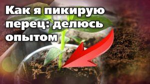 Секрет хорошей приживаемости рассады перца – проверено!