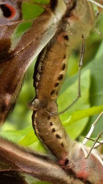 Tailed Jay(Graphium agamemnon agamemnon) mating смотреть онлайн