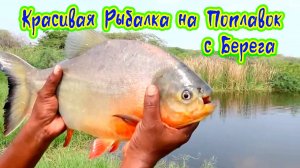 Красивая рыбалка на поплавок с берега Крупная рыба сломала удочку Рыбацкие Хитрости