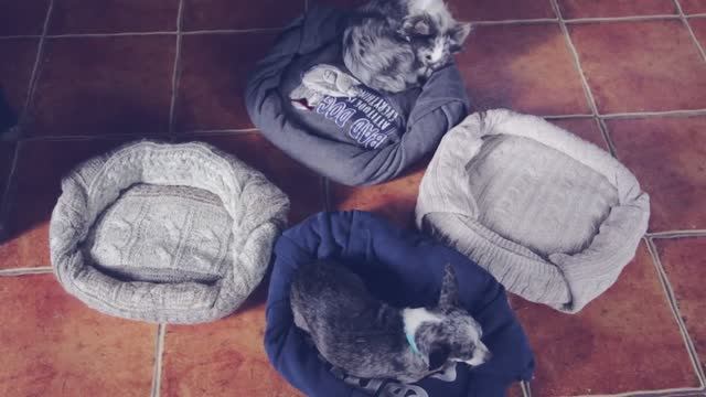 Лежанка из свитера за 15 минут - ваш пес будет в восторге! ⏳🐕 смотреть онлайн