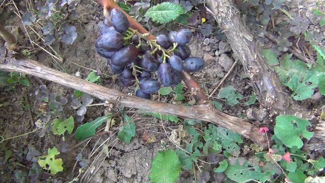 ч 2. Обрезка винограда 1 и 2 года жизни НУЖНА? Примеры мощных кустов БЕЗ обратного "роста". смотреть онлайн