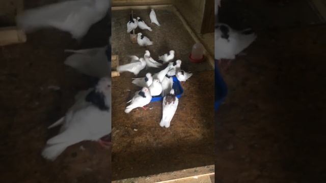 Купание гривуны смотреть онлайн