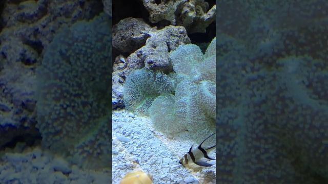white carpet anemone eating live fish (powderblue tang) смотреть онлайн