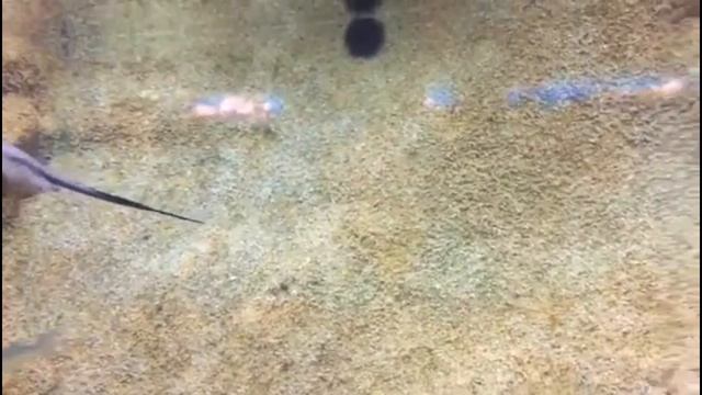 Скаты в океанариуме Барселоны , Испания