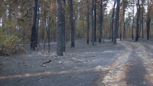 Лесной пожар в Старобельске остановлен, поджог или случай? смотреть онлайн